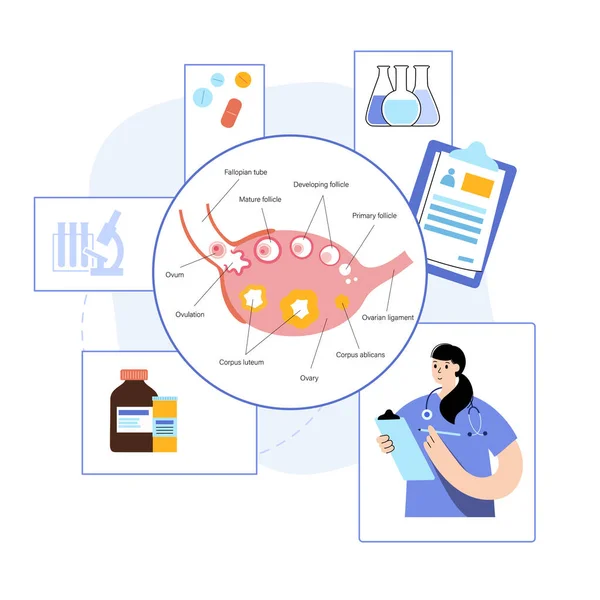 Embryo 개발 개념 — 스톡 벡터