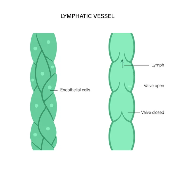 Lymfatisch vaartuigconcept — Stockvector