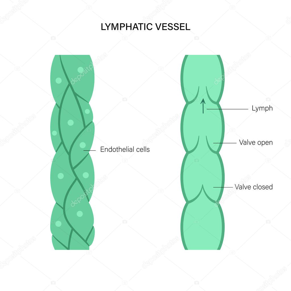Lymphatic vessel concept