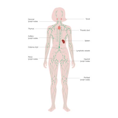 Lenfatik Sistem Konsepti