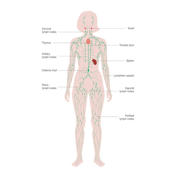 Concept du système lymphatique — Image vectorielle