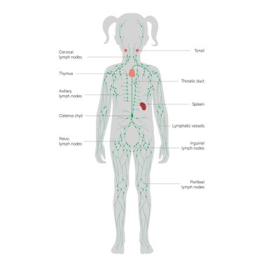 Lenfatik Sistem Konsepti