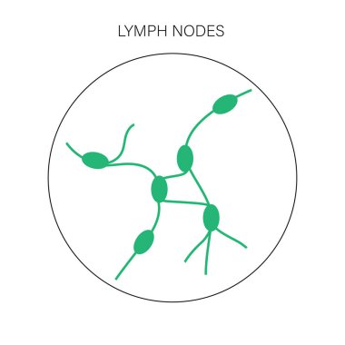 Lenf düğümleri kavramı