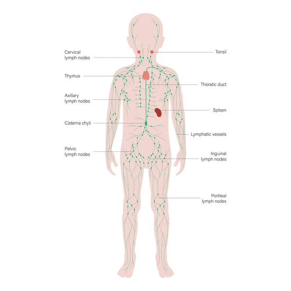 Concepto del sistema linfático — Archivo Imágenes Vectoriales