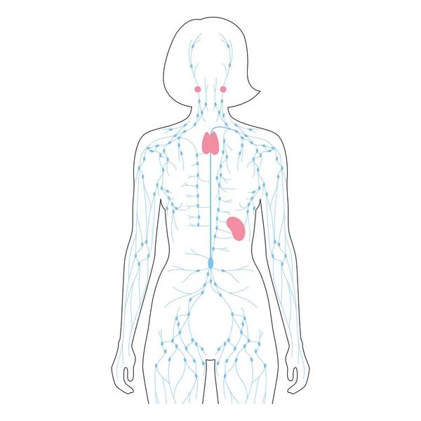 Concept du système lymphatique — Image vectorielle