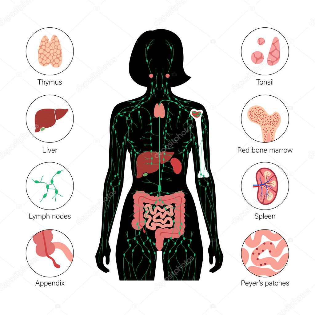 Lymphatic and immune system concept. Thymus, liver, appendix and tonsil in female silhouette. Red bone marrow, spleen, peyers patches and intestine anatomy. Medical poster flat vector illustration