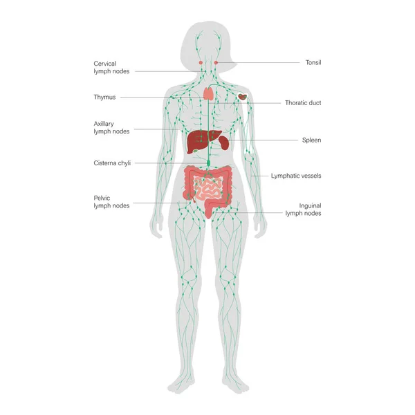 淋巴系统概念 — 图库矢量图片