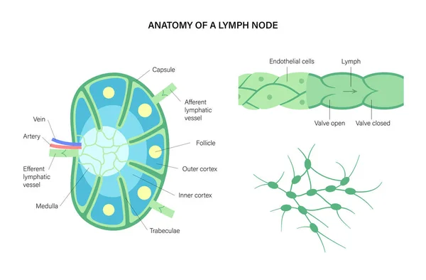 Anatomie des ganglions lymphatiques — Image vectorielle