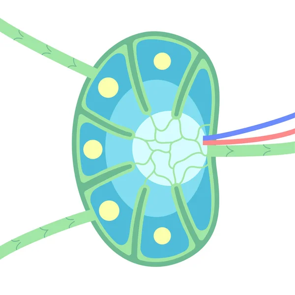 Anatomía de ganglios linfáticos — Vector de stock