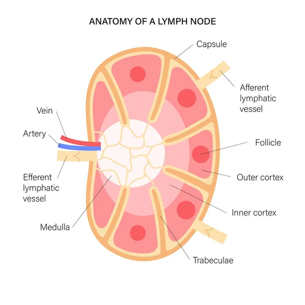 Anatomia dos nódulos linfáticos — Vetor de Stock