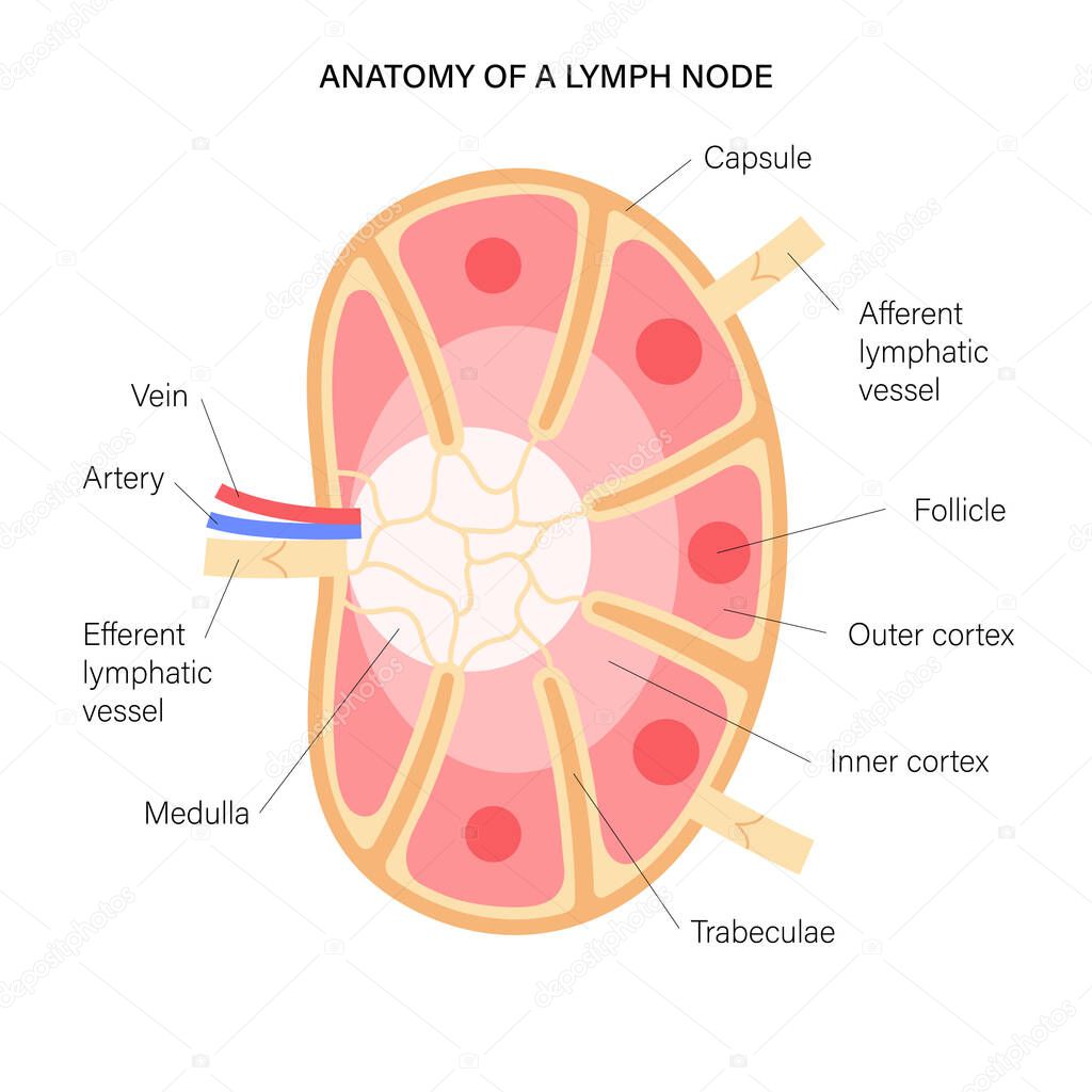 Anatomy of a lymph node illustration for clinic, hospital or medical poster. Human lymphatic system and ducts infographic concept. Anatomical banner for education or science isolated flat vector.