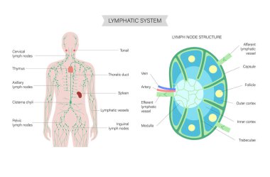 Lenf düğümü anatomisi