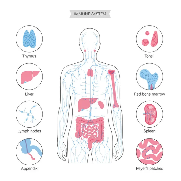 リンパ系の概念 — ストックベクタ