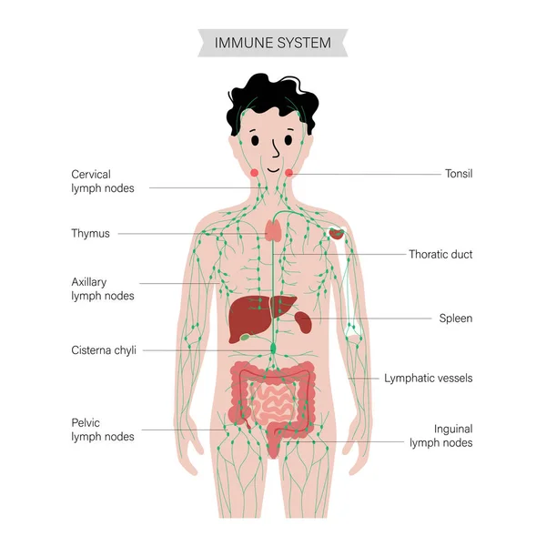 Sistema linfático no corpo humano — Vetor de Stock