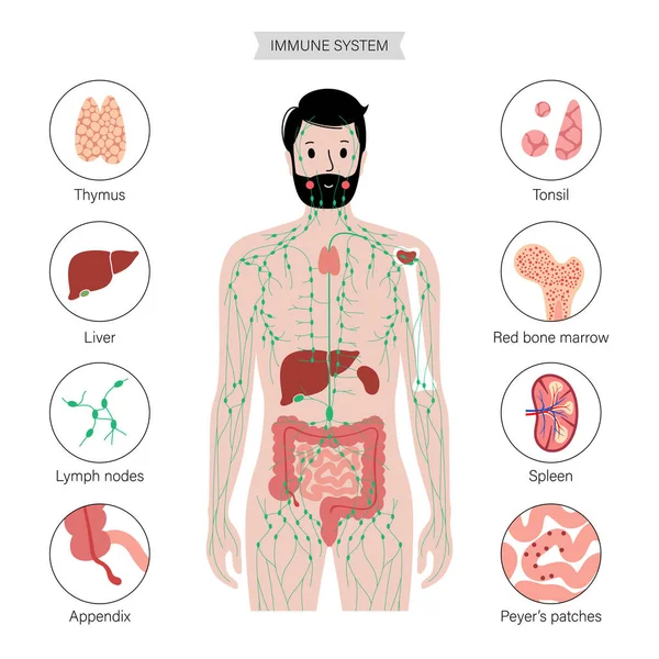 Lymphatic system in human body — Stock Vector