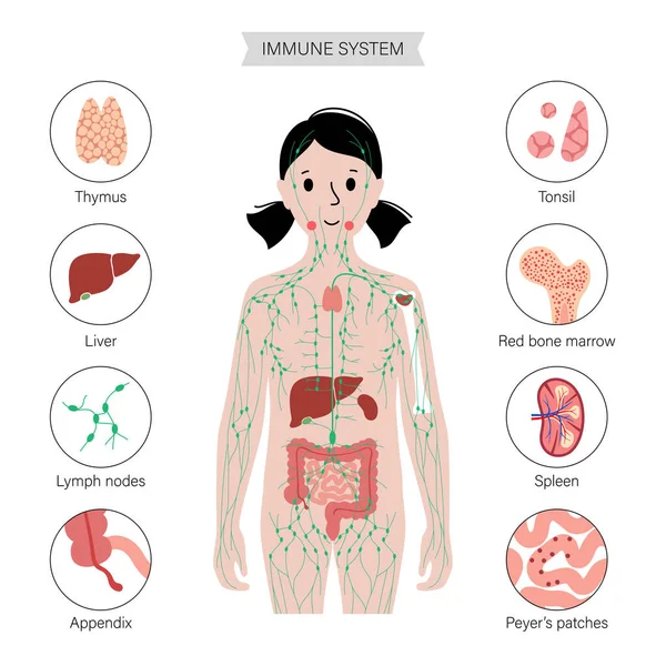 Sistema linfático no corpo humano — Vetor de Stock