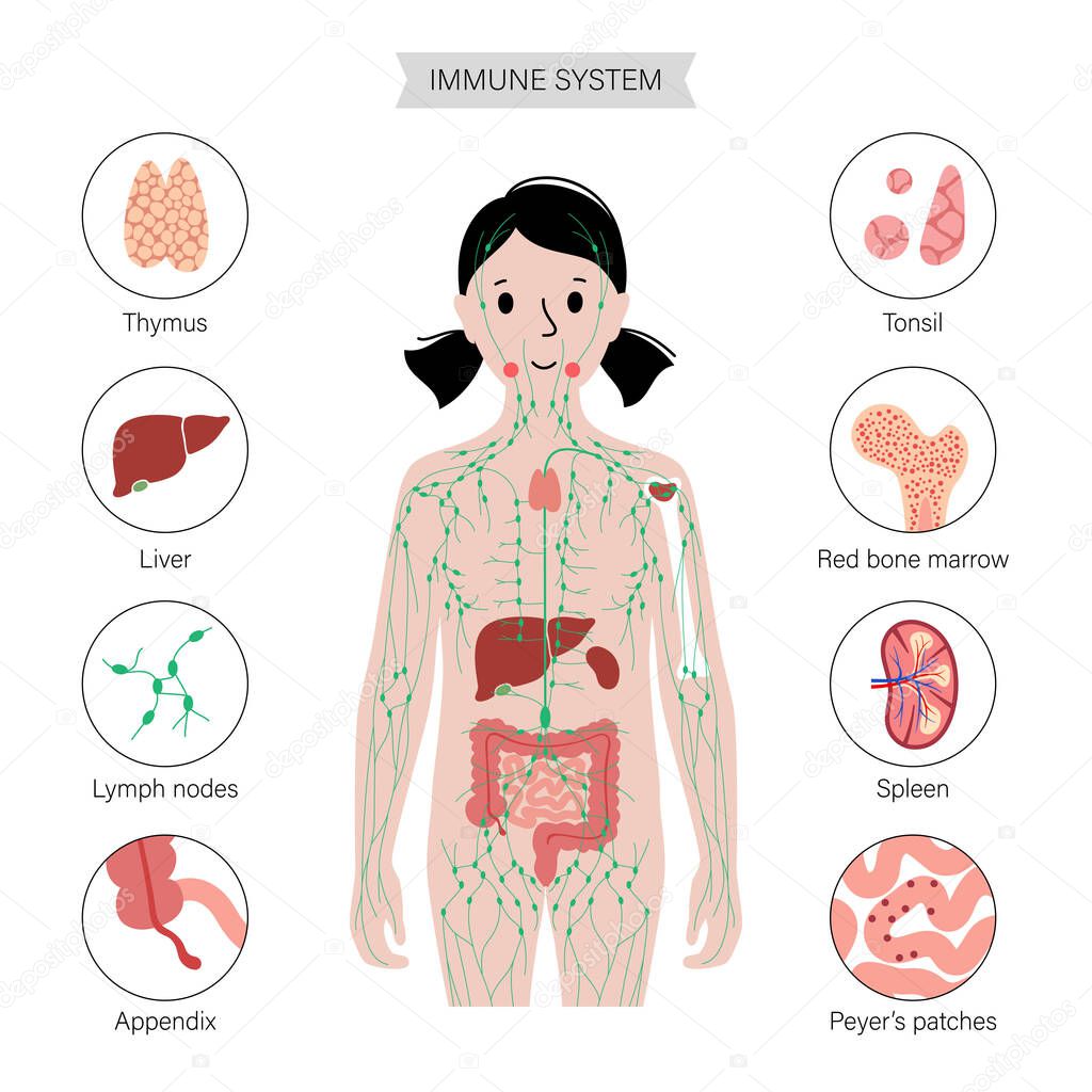 Lymphatic system in human body