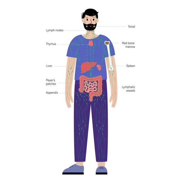 Sistema linfático no corpo humano — Vetor de Stock