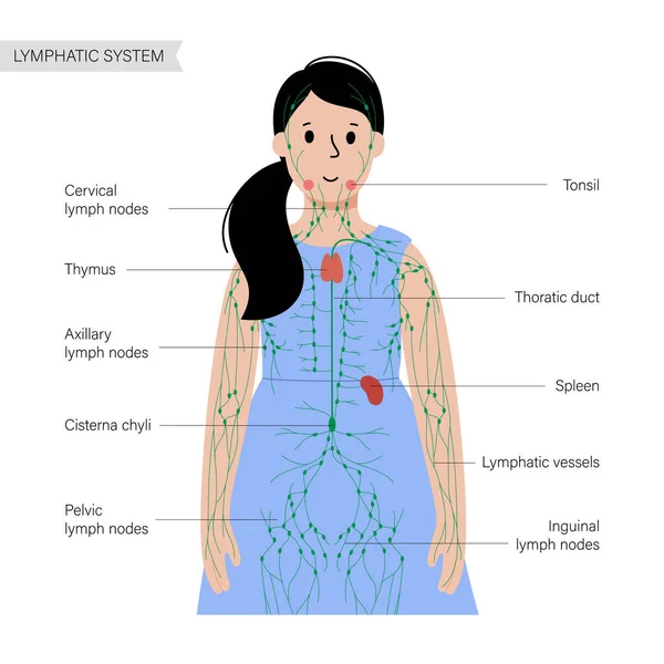 Sistema linfático en el cuerpo humano — Archivo Imágenes Vectoriales