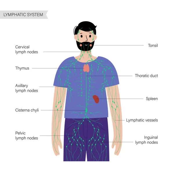 Sistema linfático no corpo humano — Vetor de Stock