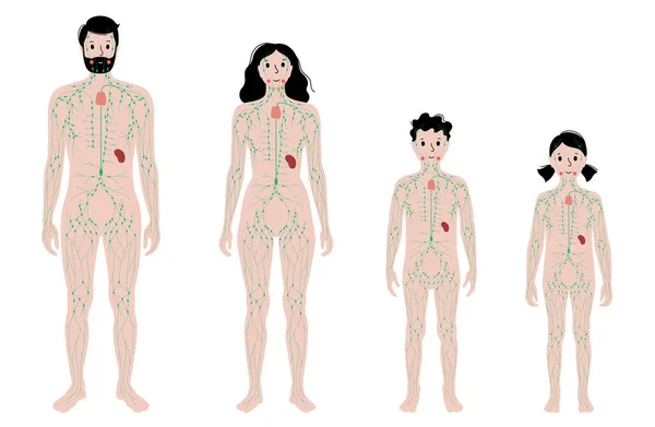 Sistema linfático no corpo humano — Vetor de Stock