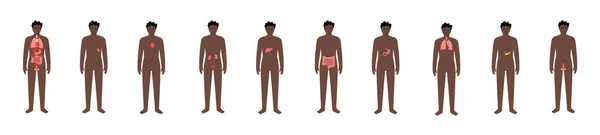 Órganos internos en el cuerpo masculino — Vector de stock