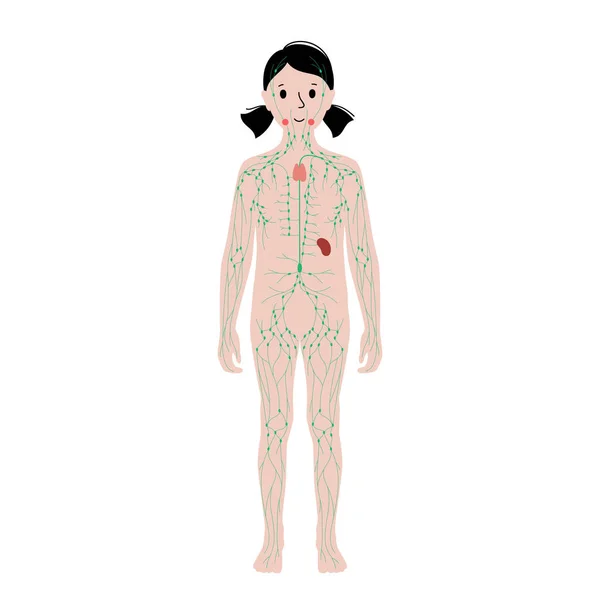 Sistema linfático no corpo humano — Vetor de Stock