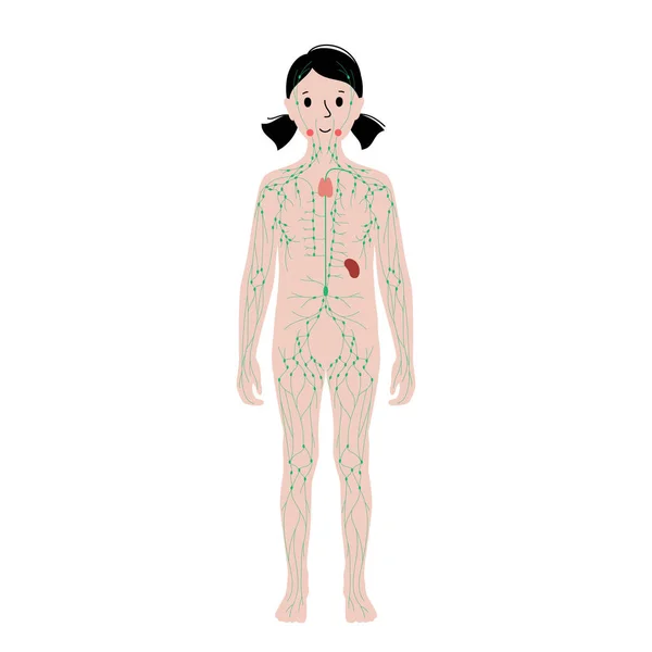 Lymfatisch systeem in het menselijk lichaam — Stockvector