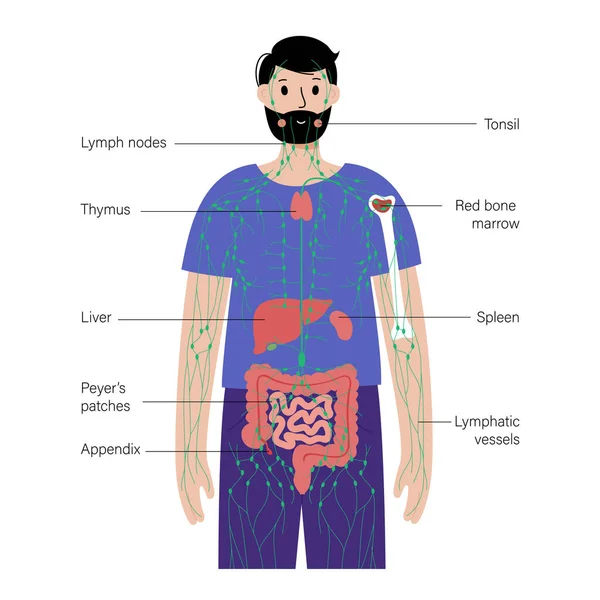 Λεμφικό σύστημα στο ανθρώπινο σώμα — Διανυσματικό Αρχείο
