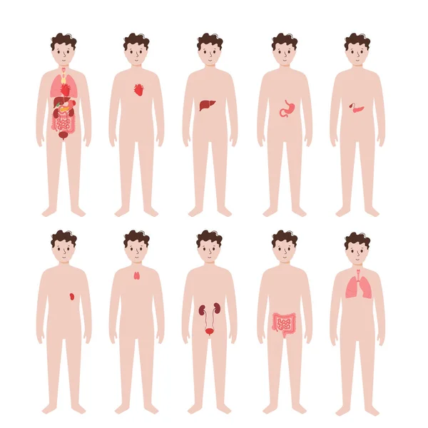 Órgãos internos no corpo masculino —  Vetores de Stock