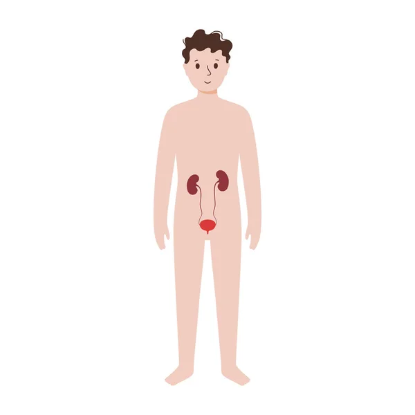 Internal organs in male body — Stock Vector