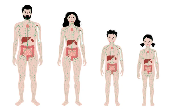 Sistema linfático en el cuerpo humano — Archivo Imágenes Vectoriales