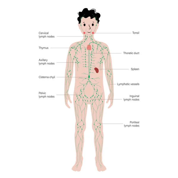 Lymphatic system in human body — Stock Vector