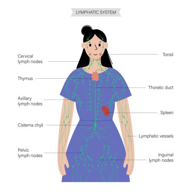 İnsan vücudunda lenfatik sistem