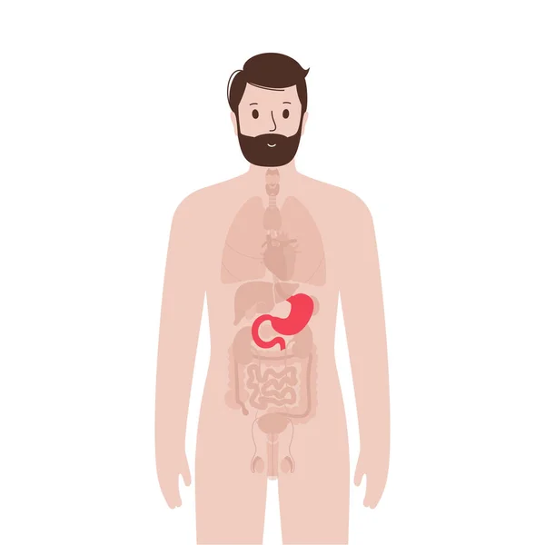 Órganos internos en el cuerpo masculino — Archivo Imágenes Vectoriales