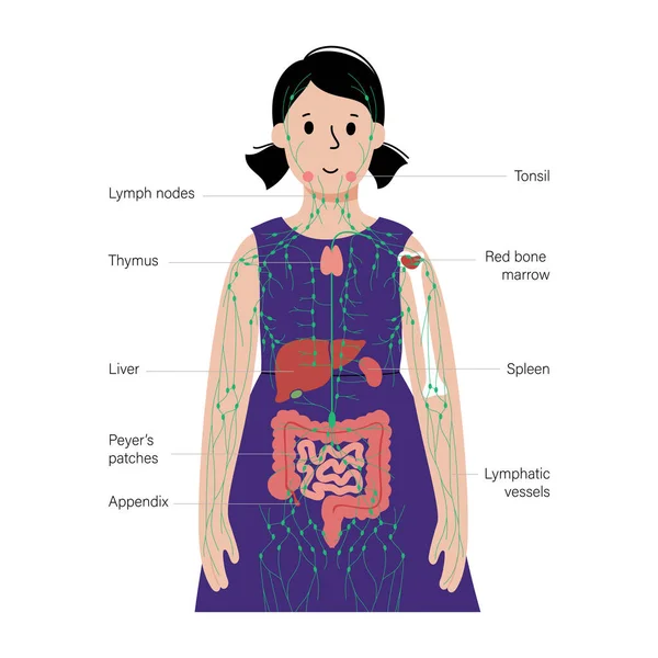 ヒトの体内リンパ系 — ストックベクタ