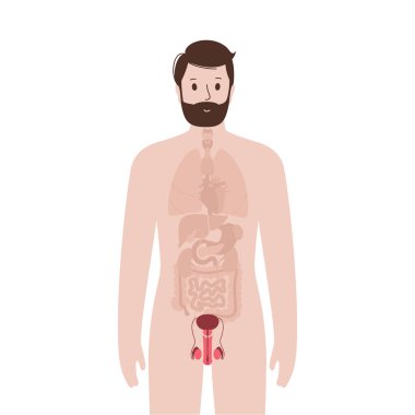 Internal organs in male body clipart