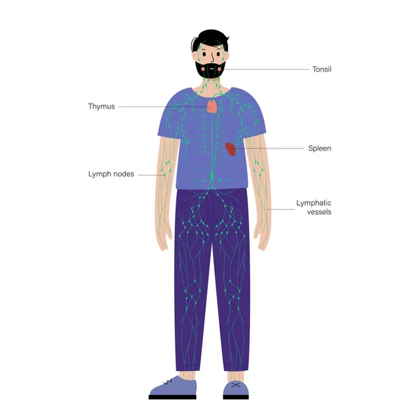 Sistema linfático no corpo humano — Vetor de Stock