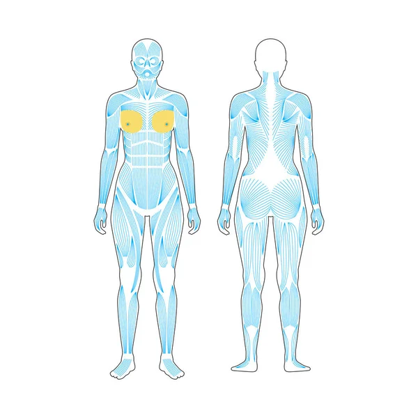 人类肌肉系统 — 图库矢量图片