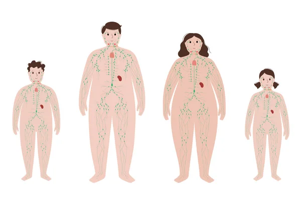 Sistema linfático no corpo obeso — Vetor de Stock