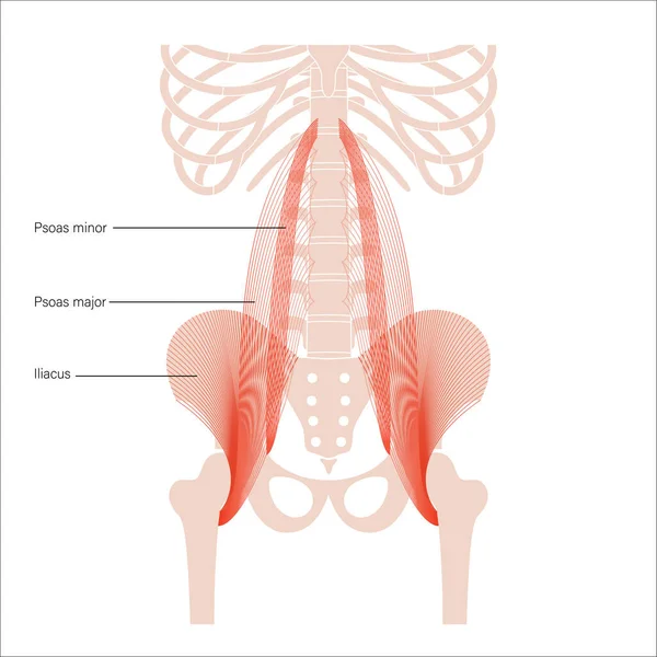 Pánevní kosti a svaly — Stockový vektor