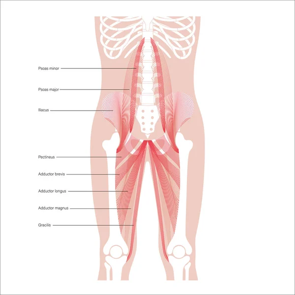 骨盆和肌肉 — 图库矢量图片