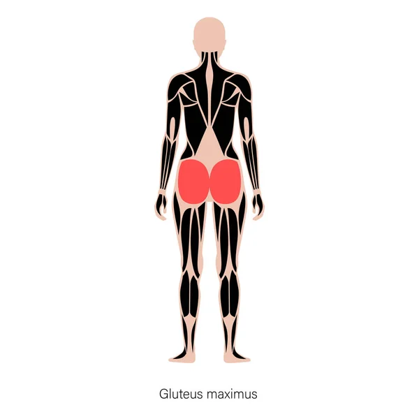 Estrutura muscular das costas —  Vetores de Stock