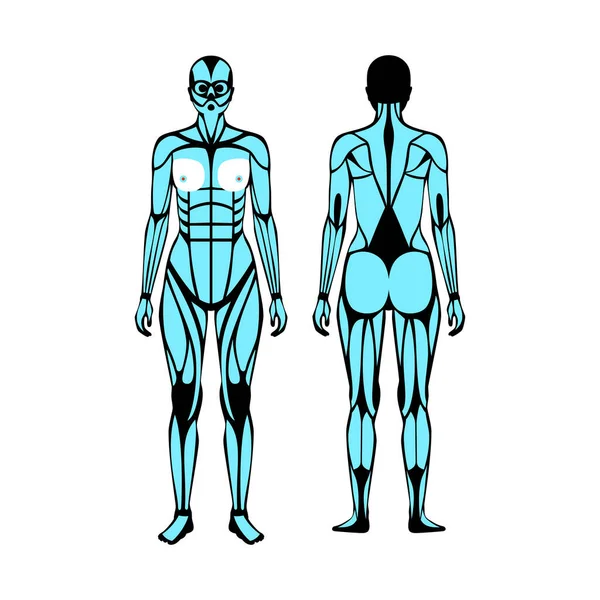 人类肌肉系统 — 图库矢量图片