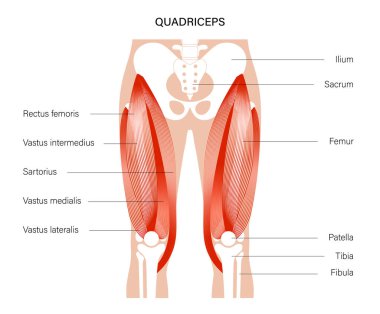 Muscular system legs clipart