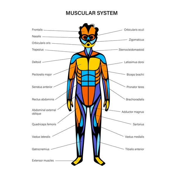 Sistema muscolare umano — Vettoriale Stock