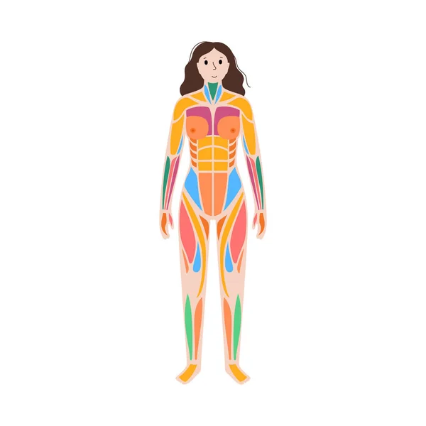 Sistema muscolare umano — Vettoriale Stock