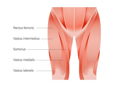 Kas sistemi bacakları