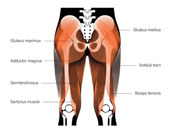 Estrutura muscular das costas — Vetor de Stock