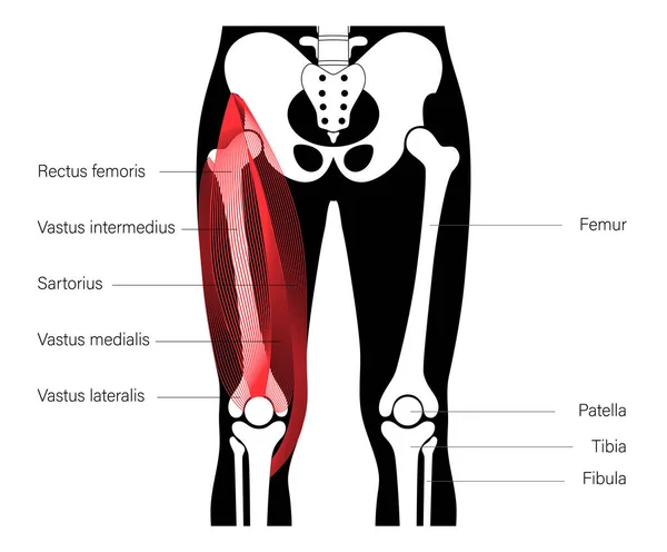 근육계의 다리 — 스톡 벡터